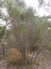 Melaleuca uncinata