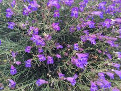 Penstemon incertus