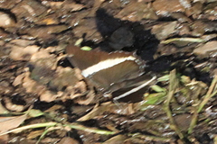 Siproeta epaphus trayja