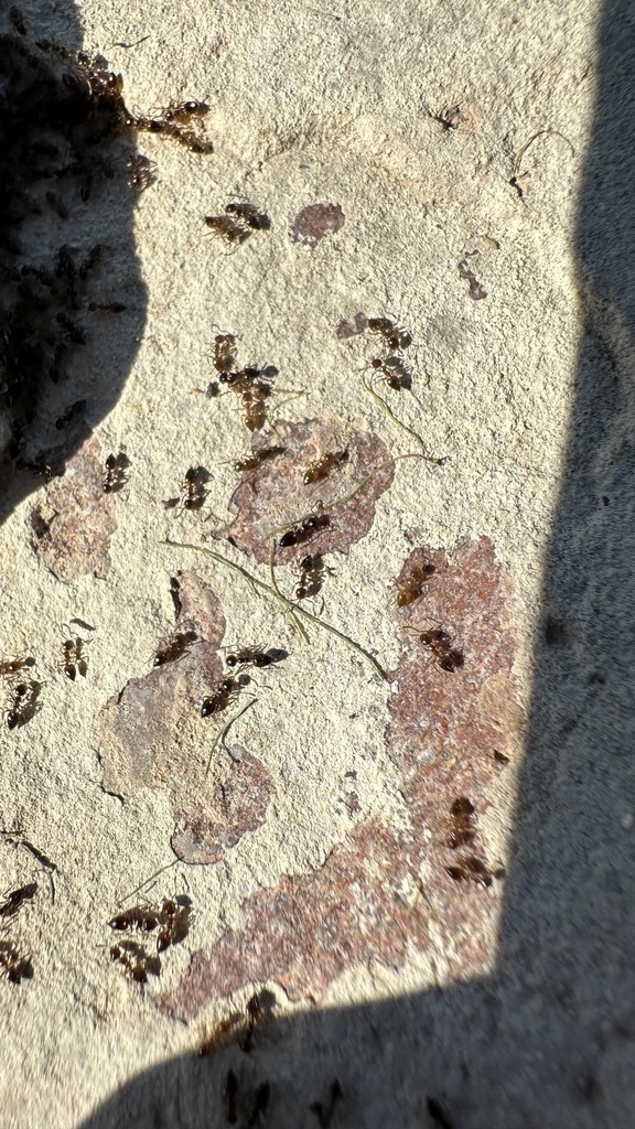 Crematogaster bogojawlenskii