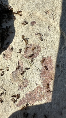 Crematogaster bogojawlenskiiCrematogaster bogojawlenskii