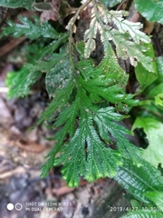 Selaginella