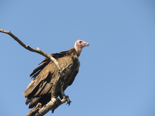 Alimoche sombrío (Necrosyrtes monachus)
