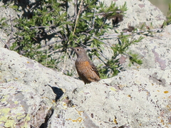 Monticola saxatilis