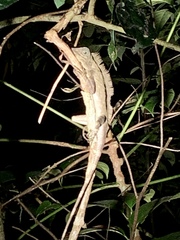 Gonocephalus bornensis