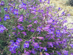 Penstemon incertus