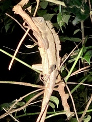 Gonocephalus bornensis