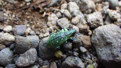 Exophthalmus jekelianus image