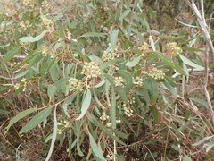 Eucalyptus diversifolia