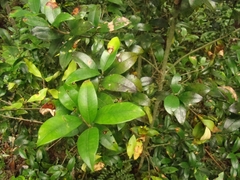 Myrceugenia planipes