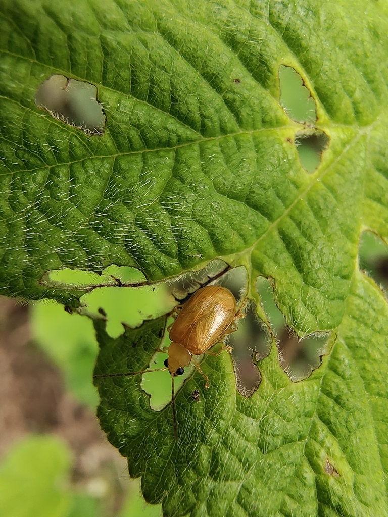 Monolepta from Yichun, CN-JX, CN on March 27, 2024 at 02:29 PM by ...