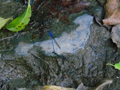 Argia funebris