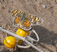 Phyciodes picta