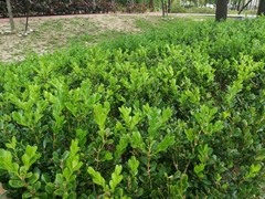 Buxus sinica