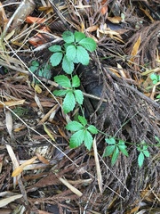 Gynostemma pentaphyllum