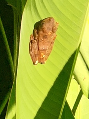 Rhacophorus pardalis