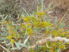 Eucalyptus diversifolia