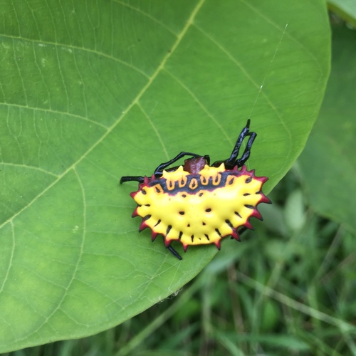 Aranoethra cambridgei