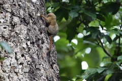 Cebuella pygmaea