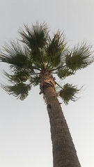 Washingtonia filifera