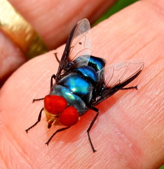 Chrysomya marginalis