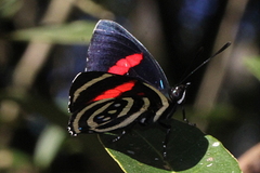 Callicore hydaspes