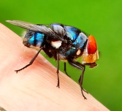 Chrysomya marginalis