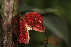 Carpotroche platyptera