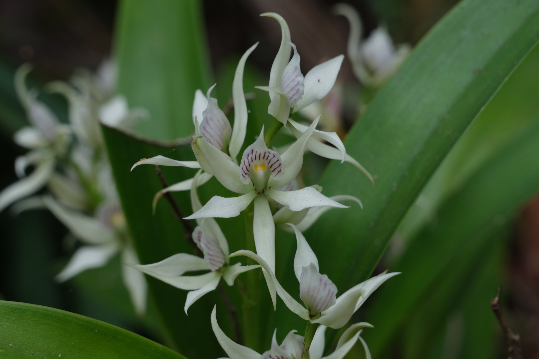 Imagem de Orquídea-batata