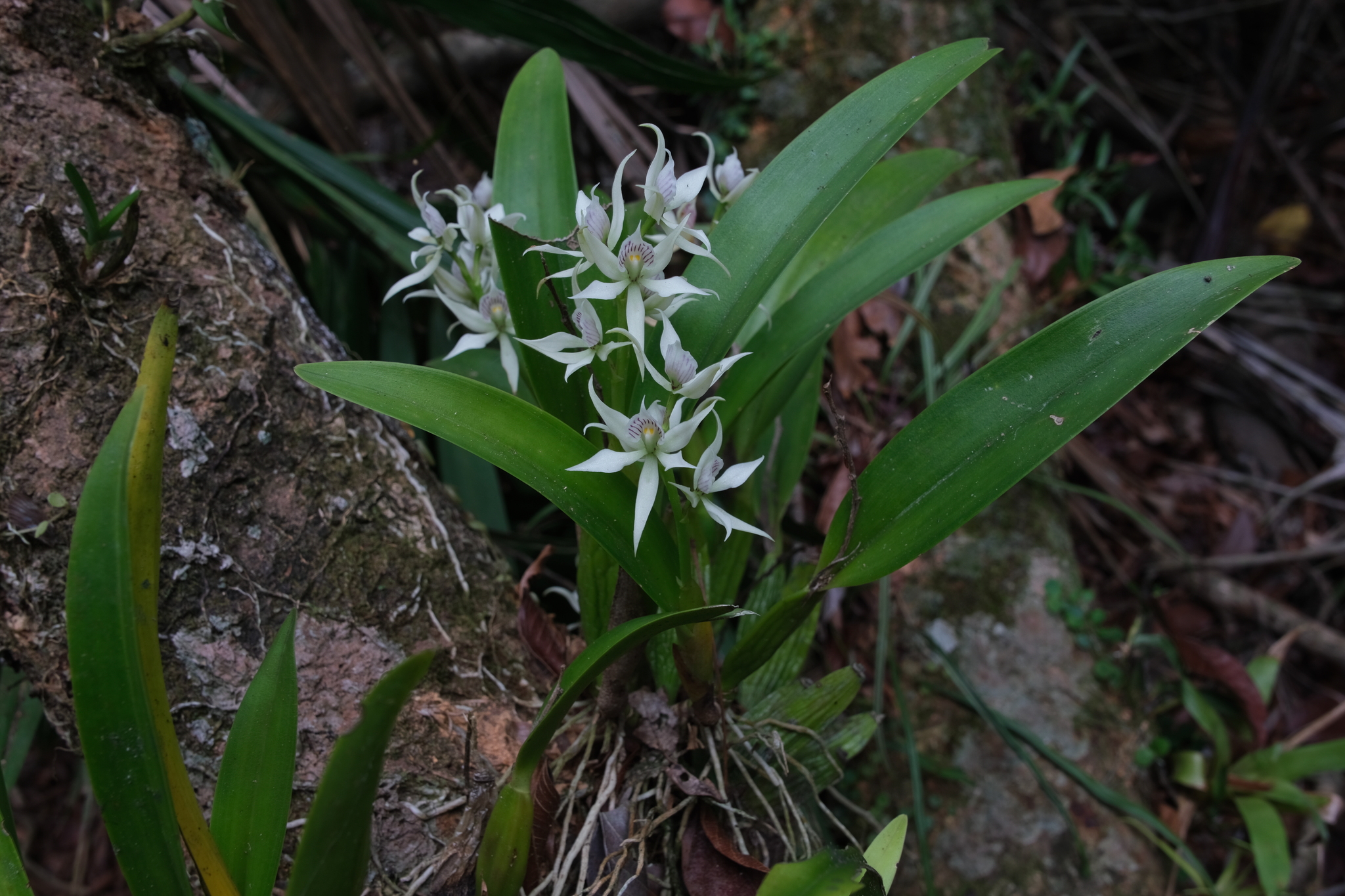 Imagem de Orquídea-batata