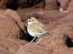 Charadrius marginatus mechowi