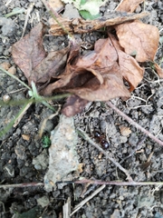 Formicidae