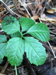 Gynostemma pentaphyllum