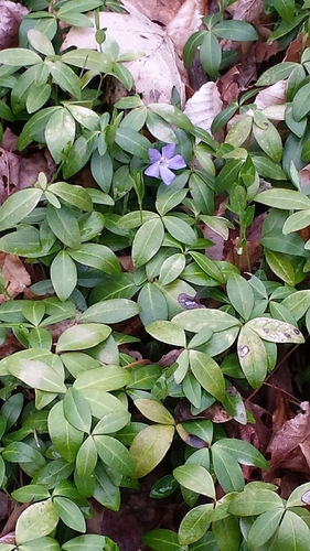 Vinca minor
