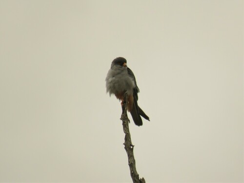 Cernícalo del Amur (Falco amurensis)