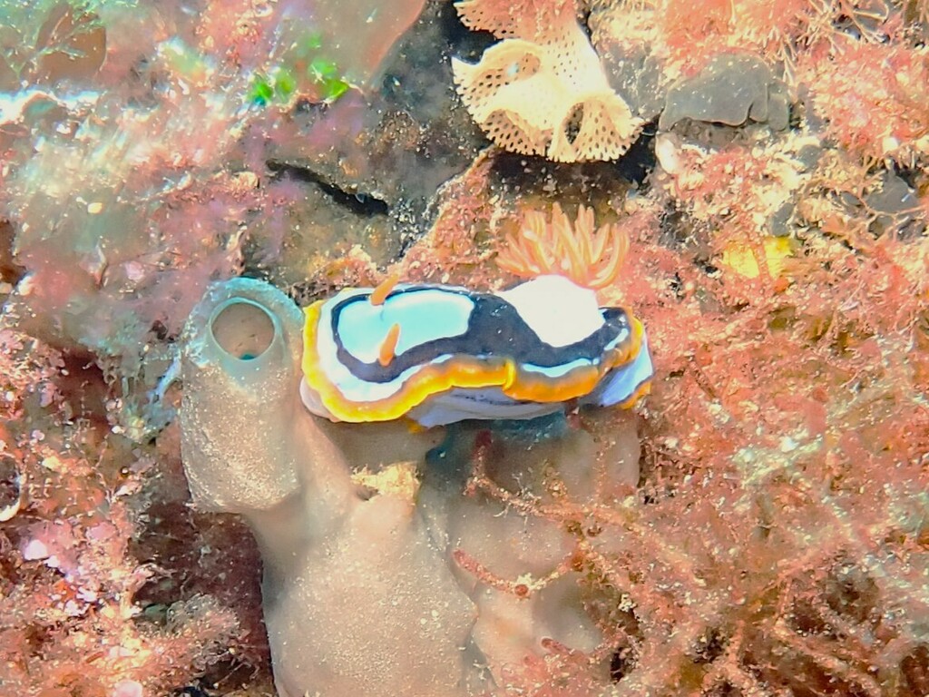 Chromodoris westraliensis from 20m Blades Coral Bunbury WA, Australia ...