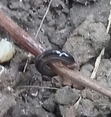 Endeavouria septemlineata