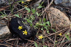 Ranunculus occidentalis