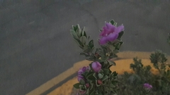 Angiospermae