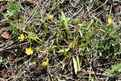 Ranunculus flammula filiformis