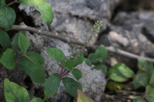 Image of Cyathula prostrata by no rights reserved