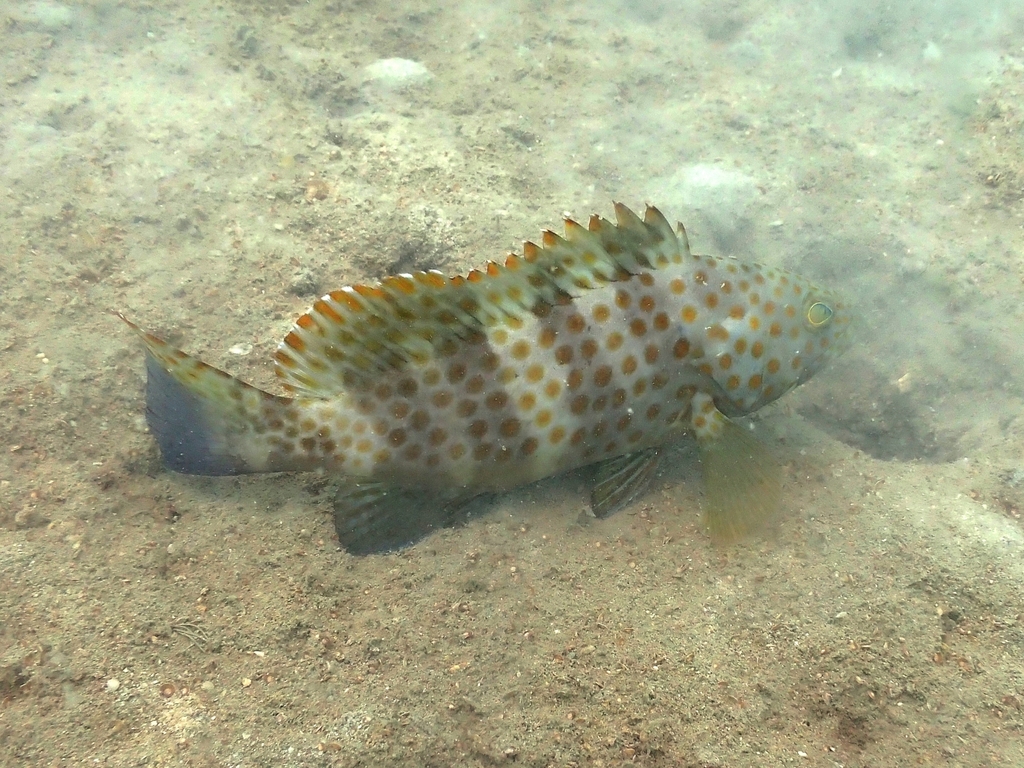 Duskytail grouper (Epinephelus bleekeri) — Serranidae