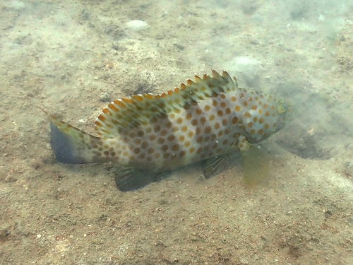 Duskytail grouper (Epinephelus bleekeri) — Serranidae
