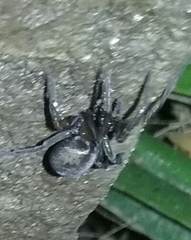 Araneae