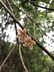 Magnoliopsida