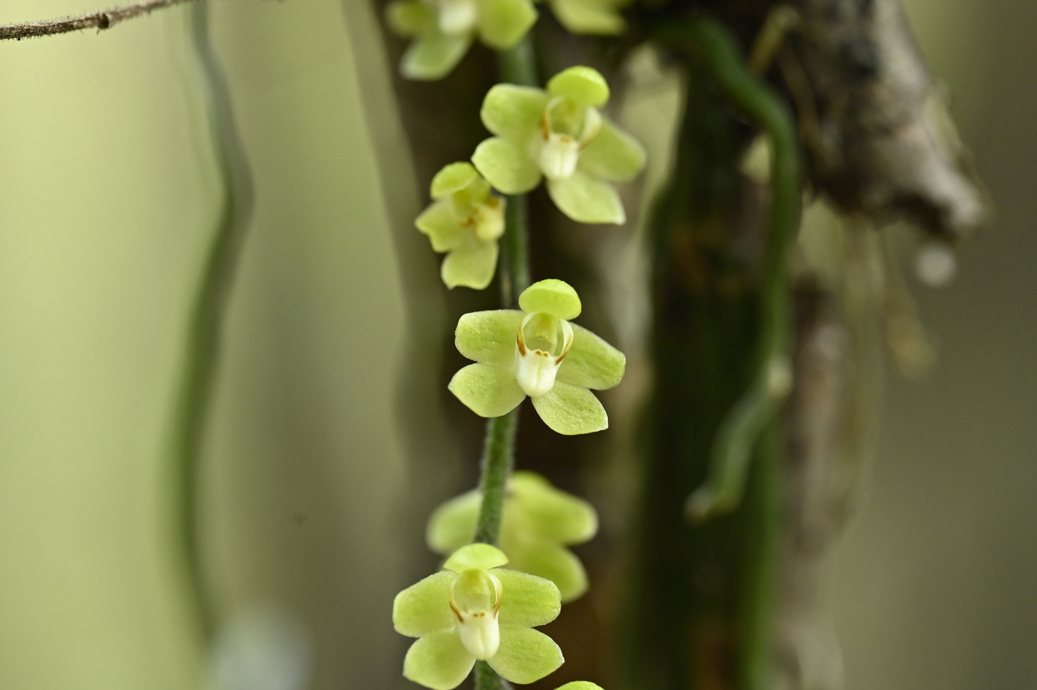 chiloschista parishii var sakura コルク原種 chiloschista parishii var sakura コルク原種 Chiloschista