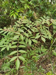 Rhus chinensis