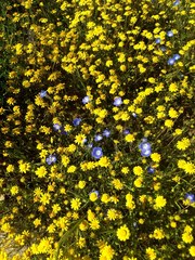 Nemophila menziesii