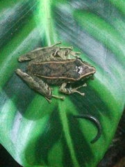 Pristimantis lanthanites