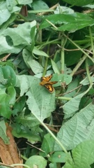 Taractrocera archias